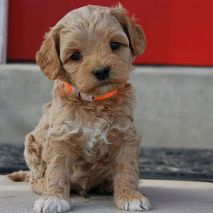 Meet your Posher, Kensington